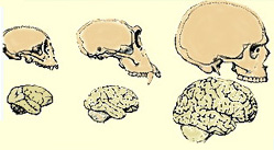 Image result for evolução do tamanho do cerebro